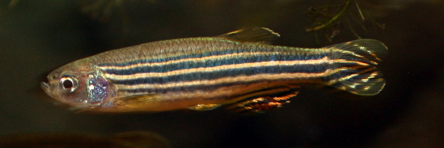 zebrafish